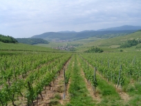 Alsace, FR, vineyards