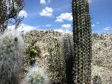 Cactii from close: note the different times of its life