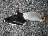 There are two kinds of penguins on this island: those with orange feet and orange beak (Gentoo) ...