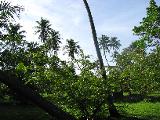 loads of palmtrees (but not too much, so you can put a tent or a car without fearing the numerous coconut falls)