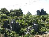 Waro reserve has interestingly shaped limestones