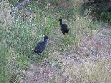 Pukeko birds are a common encounter