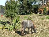 they also have a couple of American dwarf horses