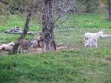 Some farms have regular animals like donkeys ...