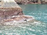 On the way back we got to see some fur seals