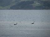 On Otago Harbour, one can see black swans !