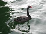 Black swans in Victoria Harbour