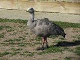 ... Cape Barren Geese ...