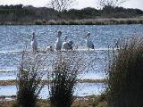 ... Pelicans (on the lake behind the park) ...