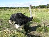 ... Ostriches ...