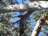 As we look up to spot koalas in the trees, we get familiar with other animals. This one is a Galah.