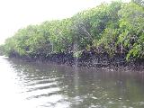 While taking the boat to the mangrove, the guide explains that the rainy situation probably is a good thing to watch crocodile, as they would otherwise stay into the water under hot and dry conditions.