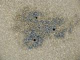 ... small crabs dig holes to hide, putting the sand out, shaped like dozens of balls