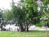 In the park (close to the sea), people can use public barbecues. This tree is usually found in closeby rainforest.