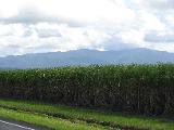 At some point, no more bananas, only sugarcanes, for many hundreds of kms, with small forest in between fields