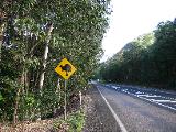 In this area, the Cassowary bird can sometimes be seen. After Ostriches and Emus, this is the third tallest and heaviest living bird.