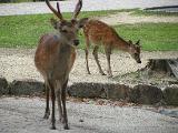 Deers walk freely in most part of the city centre and the temple area. They are thought to be god messengers.
