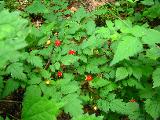 One can find various sorts of berries too.