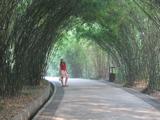 At Chengdu Panda Park, they made efforts with vegetation: there is loads of bamboo trees