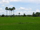 Today, we bike to Angkor Vat