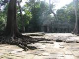 Ta Prohm is famous for its trees