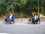 Monkeys and local people. Note that they can fit 6 people on a motorbike ...