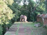 East Mebon with elephant's statue