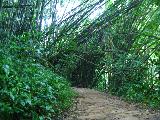 ... cross bamboo jungle too ...