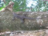 ... big lizards (we spotted one that was bigger than a dog) ...