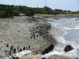 On one side of the island, they have a permanent African penguin colony.