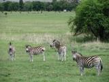 These zebras were interested to see us at first ...
