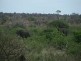 We found many elephants ! we were worried not to see any ...