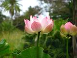 Pink lotus really are beautiful